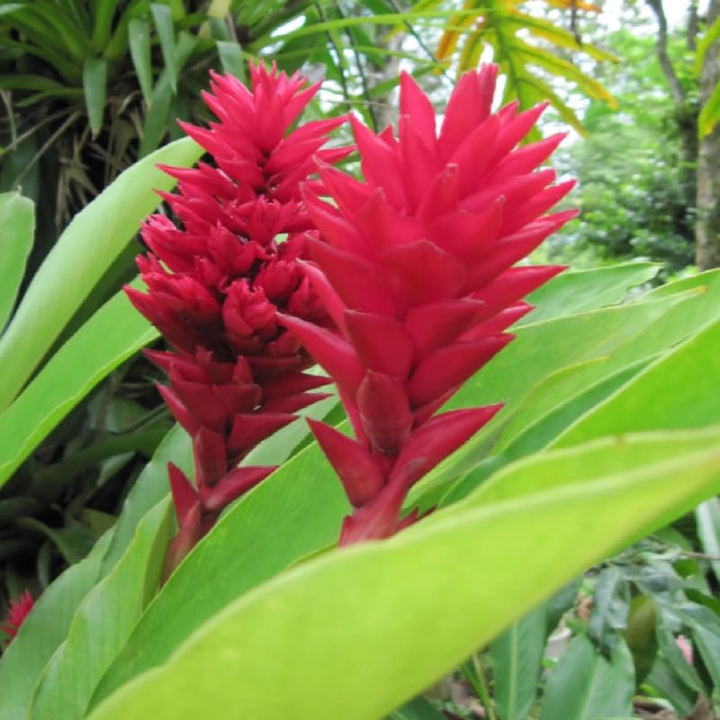 2 Curcuma Turmeric Ginger Plants Live for Planting, 4-8 Inch Tall I2542
