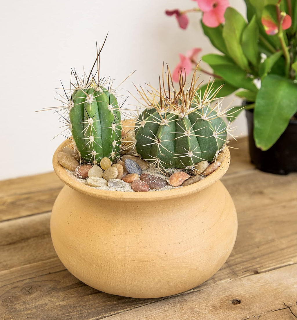 Assorted Cactus Plants Live Succulents (4PK) M49825