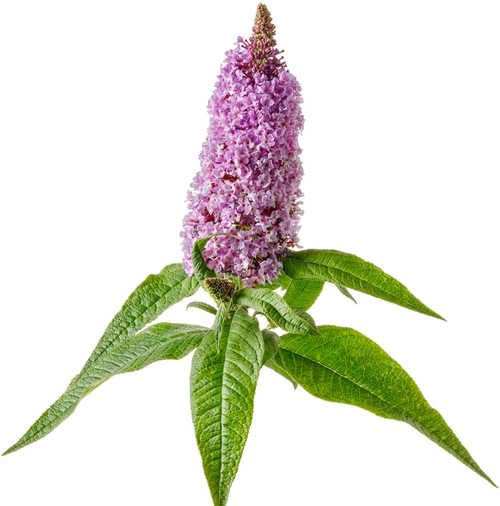 Amethyst Butterfly Bush - Deciduous Shrub - Light Purple Flowers - 3 Gallon Pot B5658
