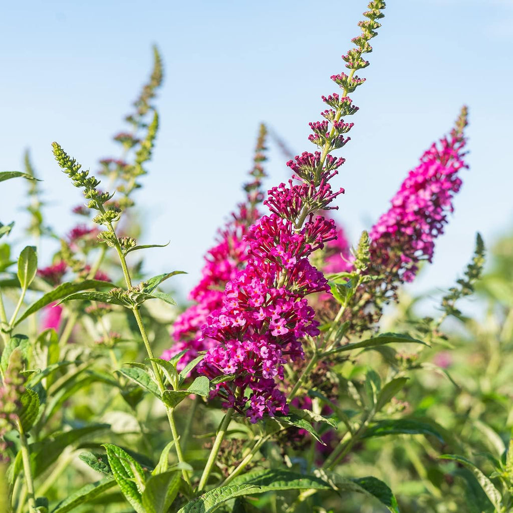Butterfly Bush in 3 Gallon Pot, Live Shrub for Outdoor Planting, Red Flowers in Summer F808