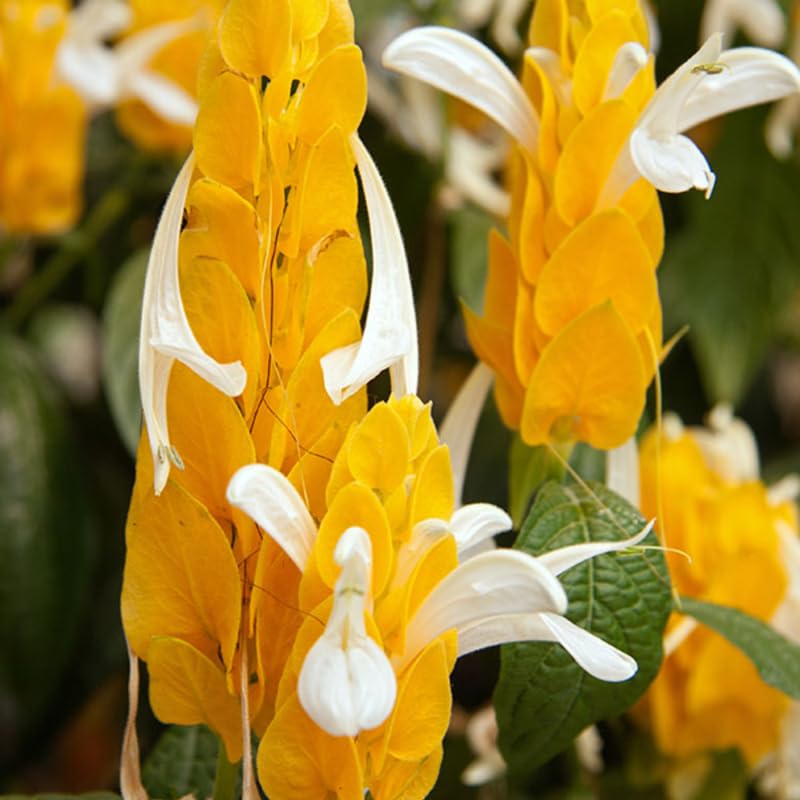 Golden Shrimp Plants Live, 3-6 Inches, 2 Plants M522