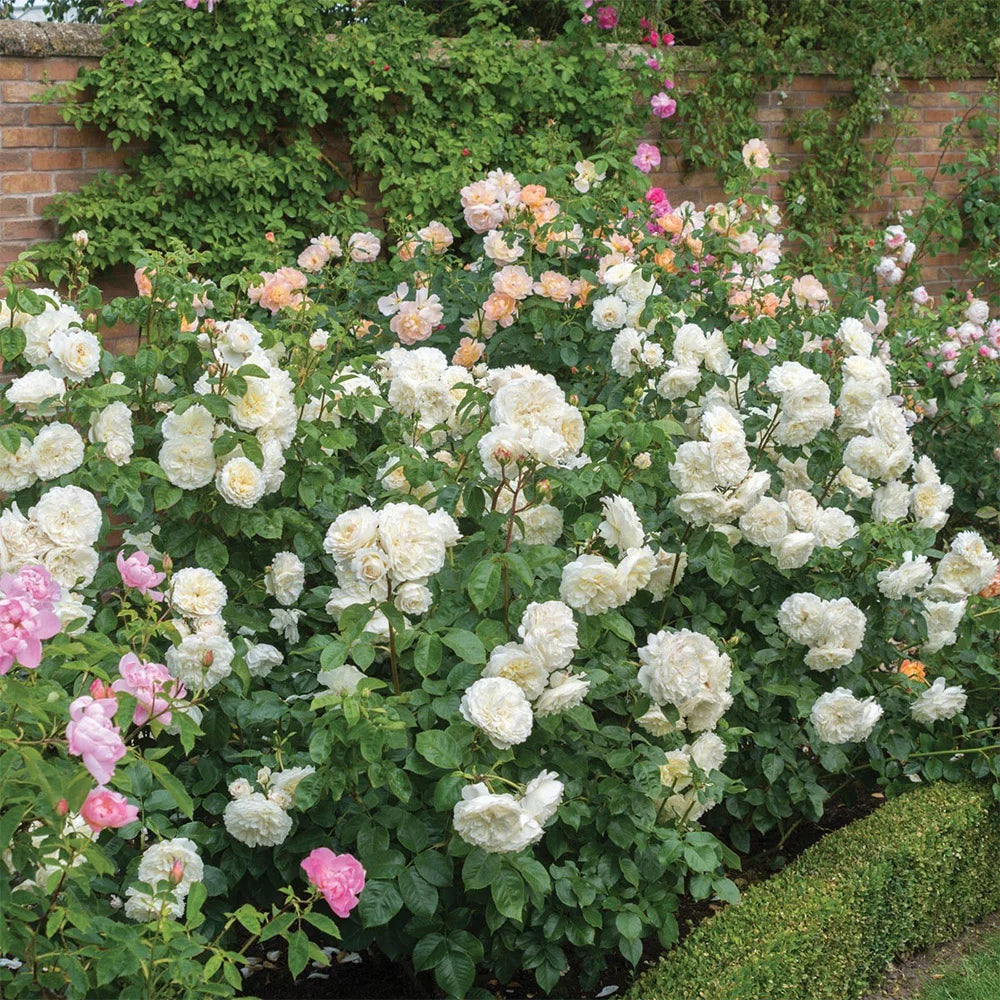 White Rose Bush Live Plant for Planting S164523