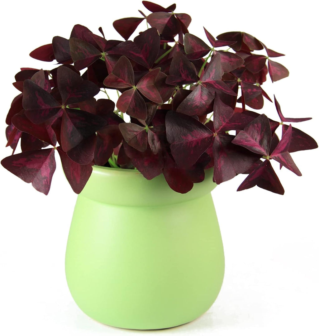 Purple Shamrocks Bulbs for Indoor or Outdoor Planting W291351