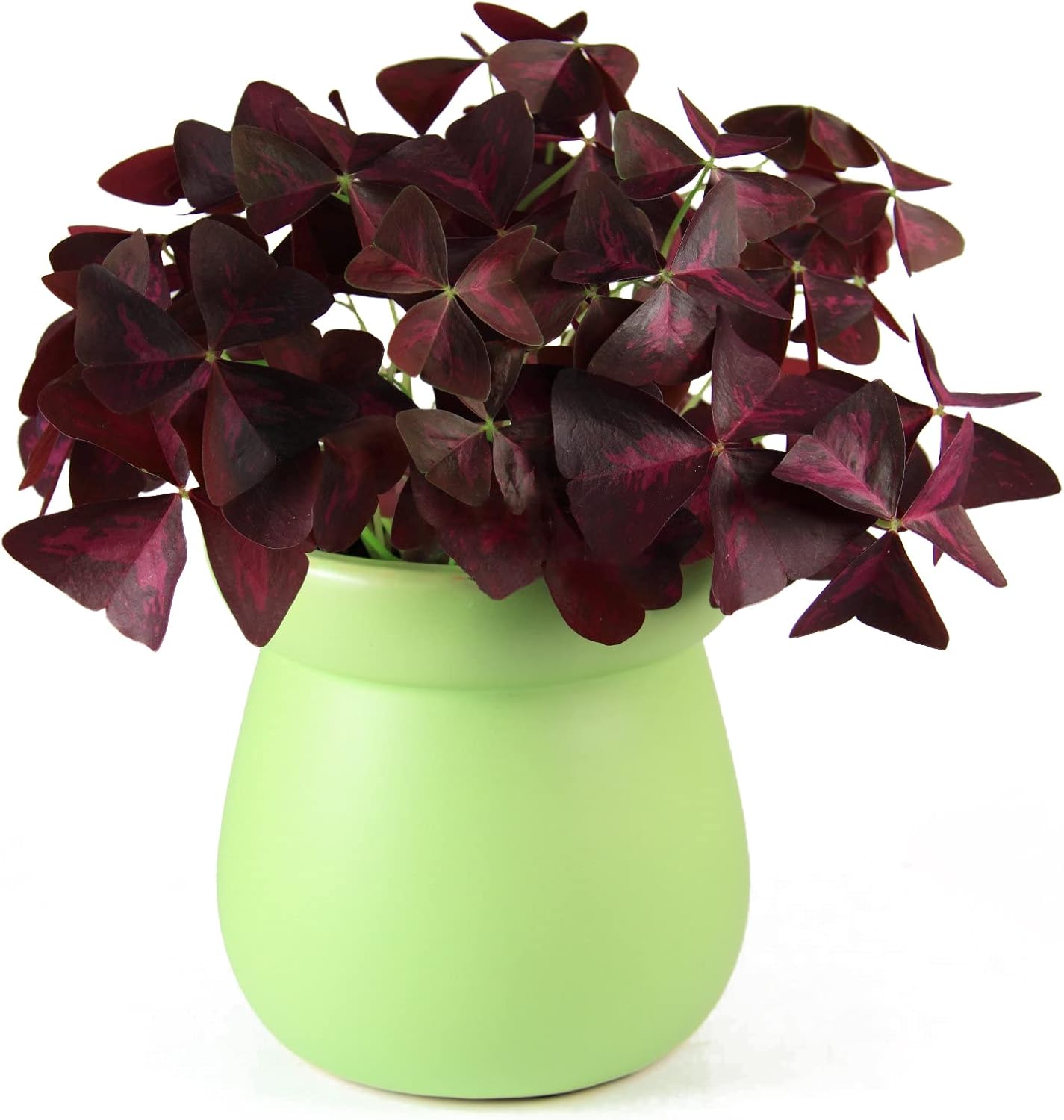 Purple Shamrocks Bulbs for Indoor or Outdoor Planting W291351