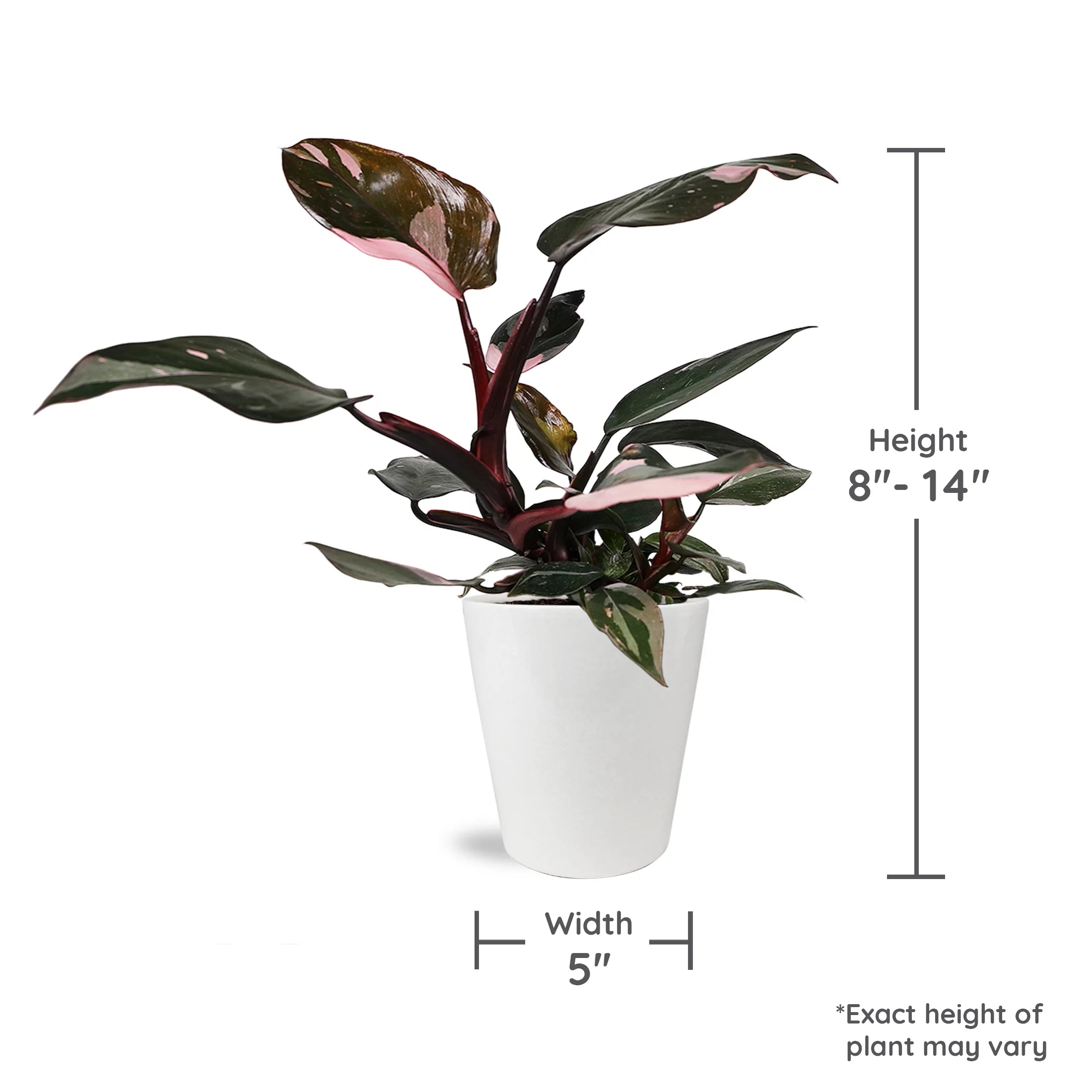 Pink Princess Philodendron Live Plant in 5" Ceramic Pot F136