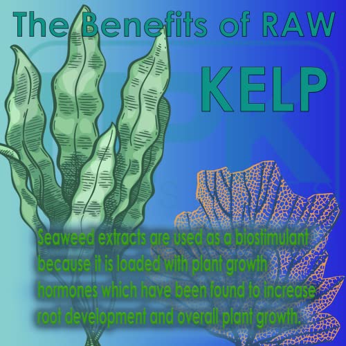 Kelp Biostimulant for Enhanced Plant Growth E76320