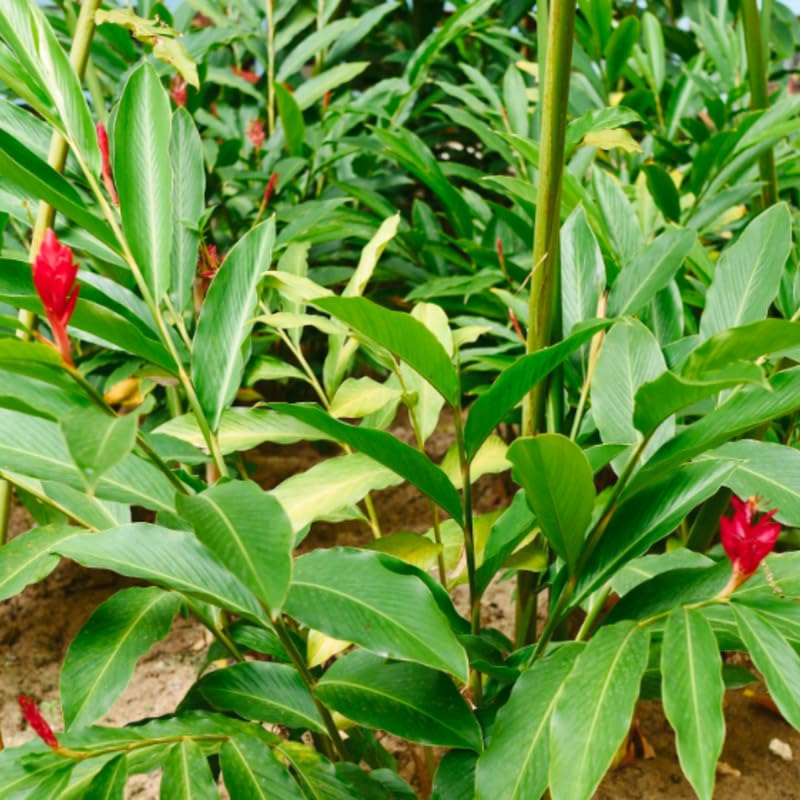 2 Curcuma Turmeric Ginger Plants Live for Planting, 4-8 Inch Tall I2542