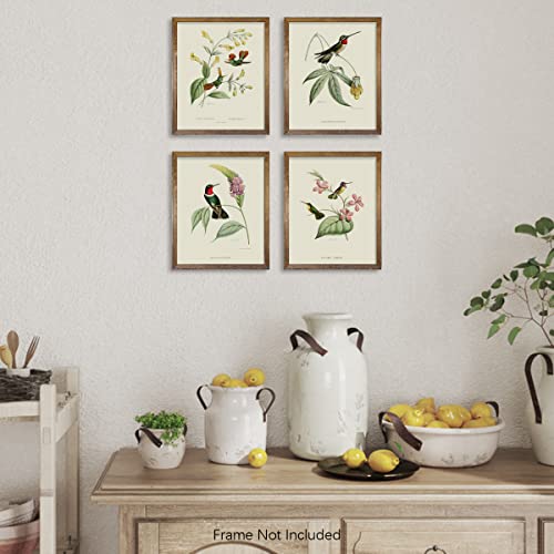 Bird Wall Art Hummingbird Botanical Flower Poster M427