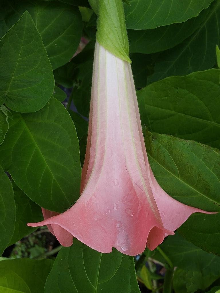 Butterfly Pink Brugmansia Angels Trumpet Live Tropical Plant Fragrant Flower Starter Size 4 Inch Pot R7513