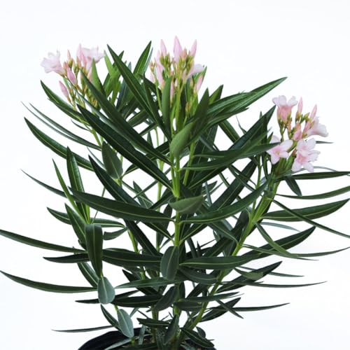 Oleander Bush Semi Dwarf Pink Flowering Shrub, Live Outdoor Plant Y97287