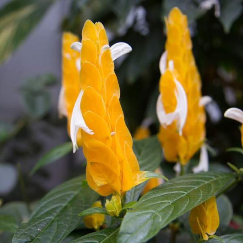 Golden Shrimp Plants Live, 3-6 Inches, 2 Plants M522