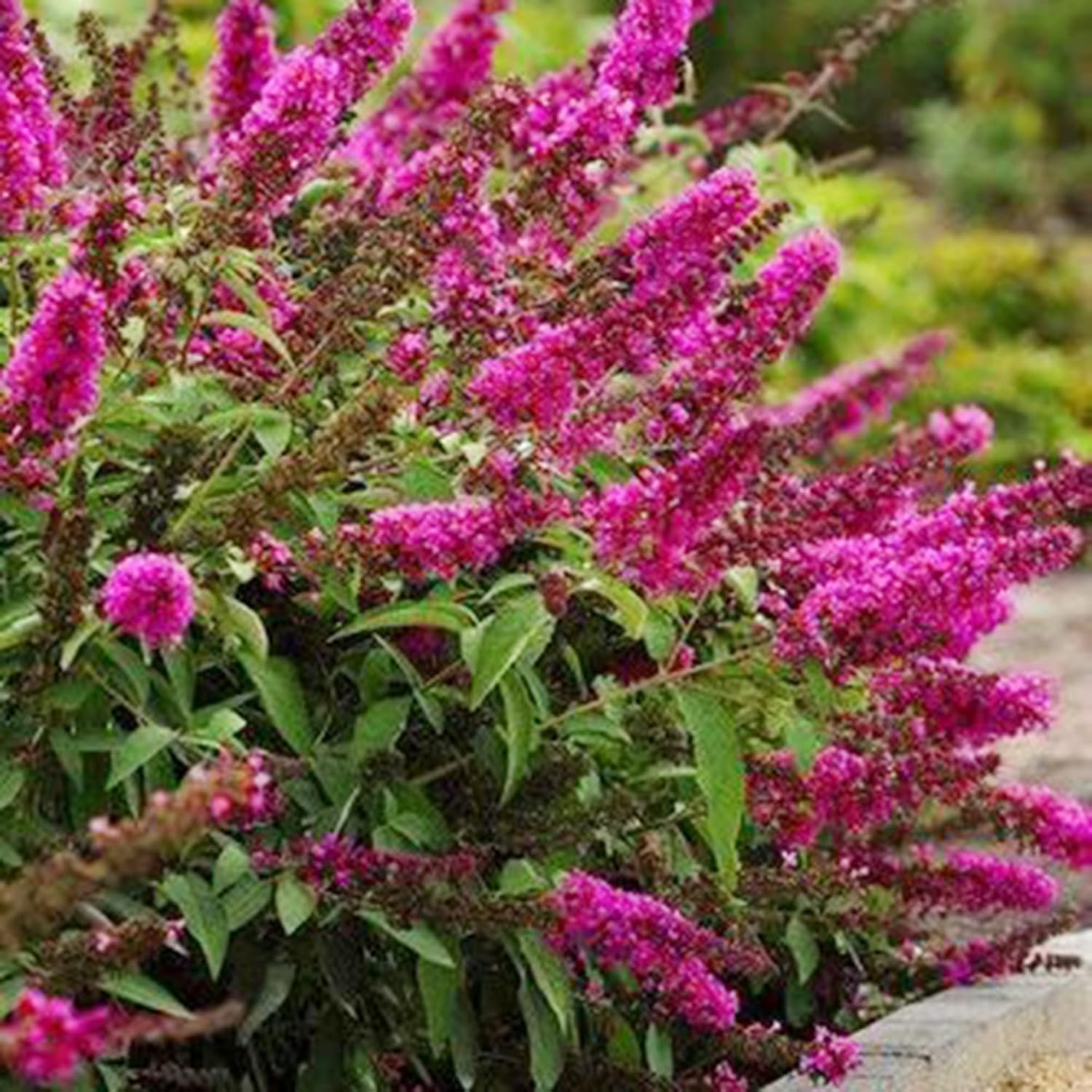Pink Butterfly-Bush Summer Lilac Seeds, Perennial Flowering Shrub M85024