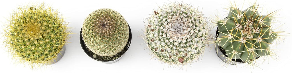Assorted Cactus Plants Live Succulents (4PK) M49825
