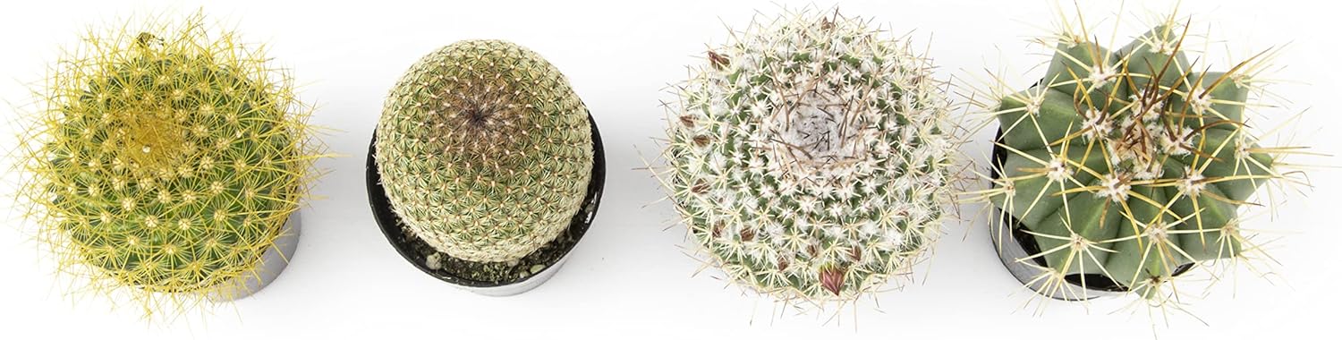 Assorted Cactus Plants Live Succulents (4PK) M49825