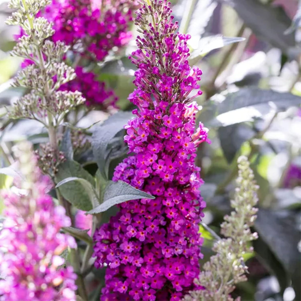 Pink Butterfly-Bush Summer Lilac Seeds, Perennial Flowering Shrub M85024