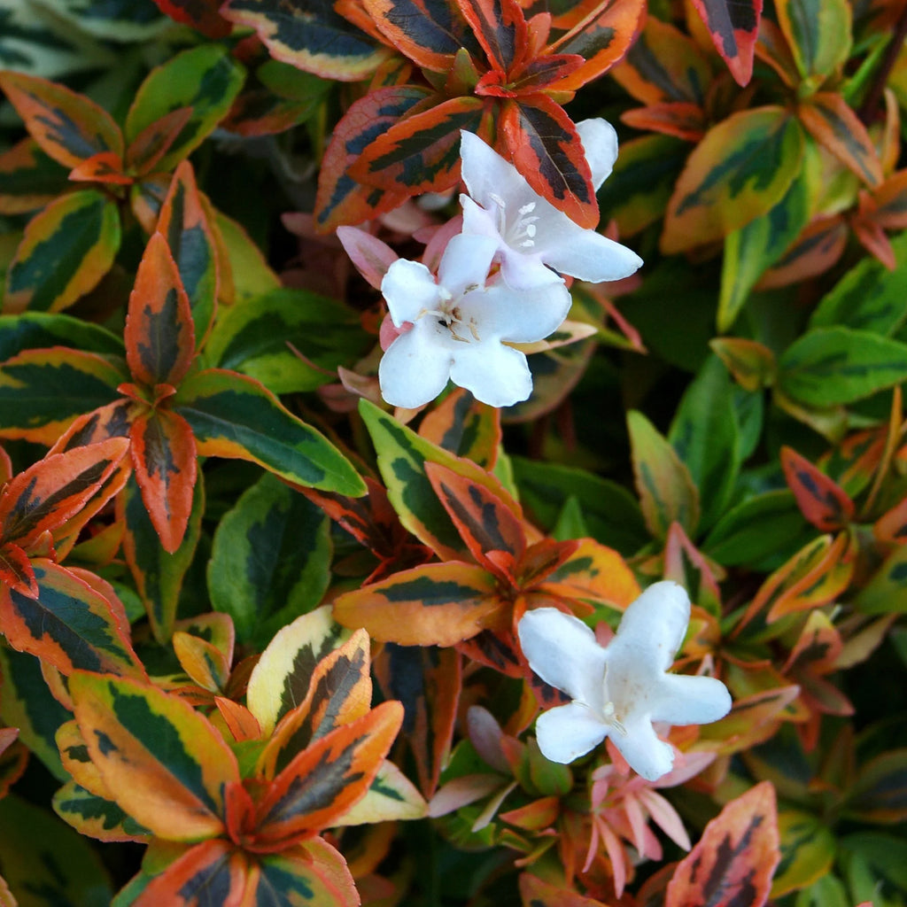 Abelia Kaleidoscope Live Shrub (2 Gallon) H309054