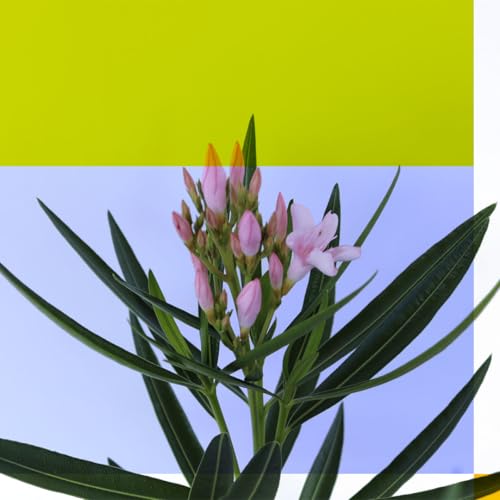 Oleander Bush Semi Dwarf Pink Flowering Shrub, Live Outdoor Plant Y97287