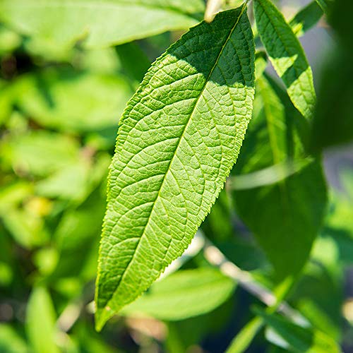 Butterfly Shrub 1 Gallon Live Bush for Outdoor Planting Z397
