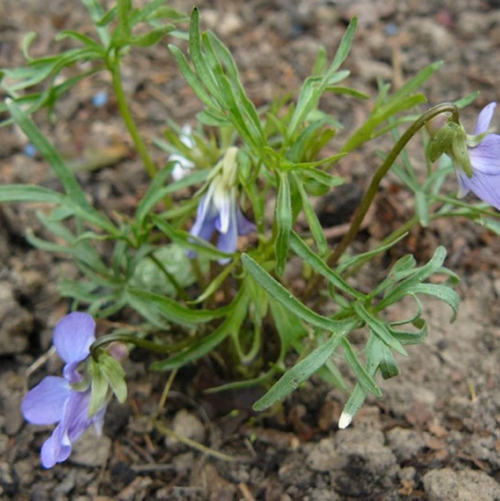 Prairie Violet Seeds Hardy Deep Blue-Violet Flowers U782