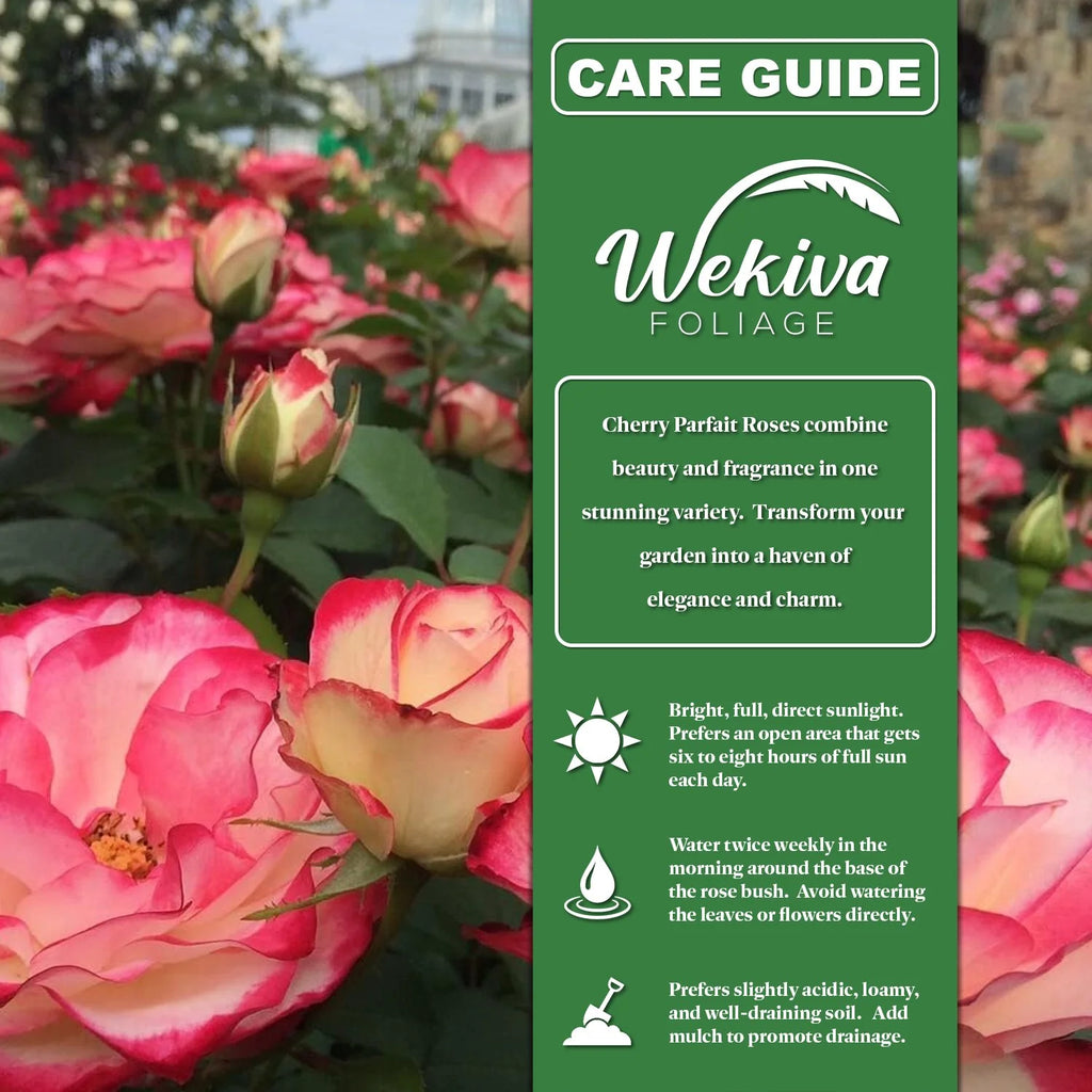 Cherry Parfait Rose Bush Live Starter Plant in 2 Inch Pot R4429