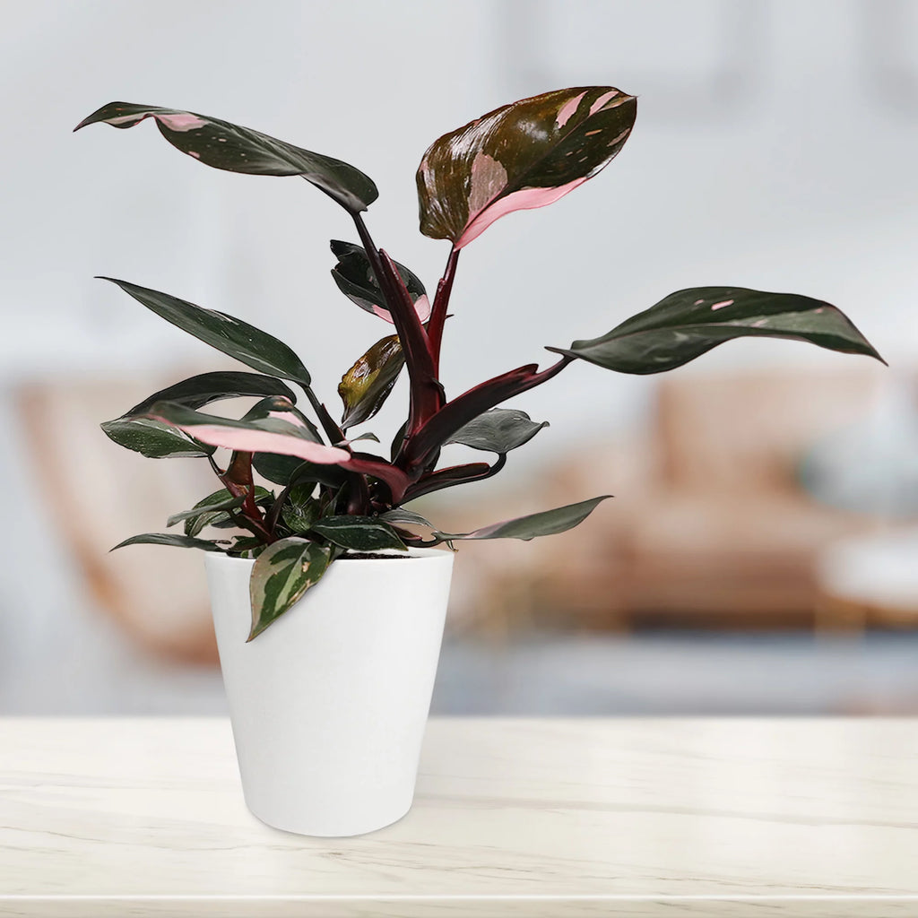 Pink Princess Philodendron Live Plant in 5" Ceramic Pot F136