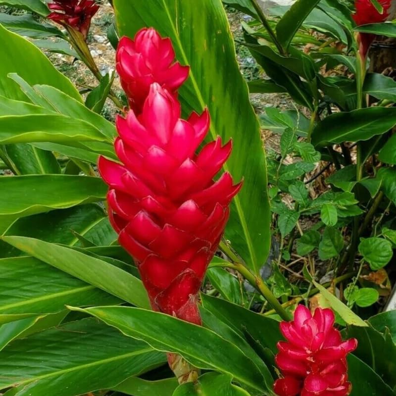 2 Curcuma Turmeric Ginger Plants Live for Planting, 4-8 Inch Tall I2542