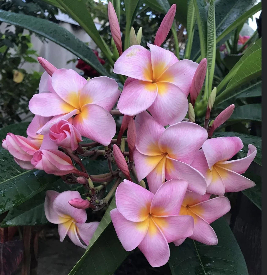 Pink Hawaiian Plumeria Frangipani Plant Cutting 9-12 Inches B93002