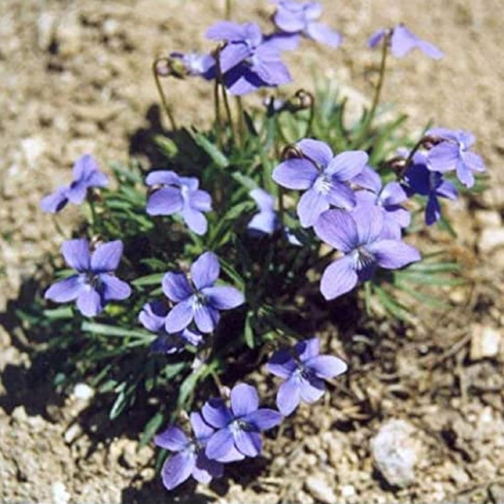 Prairie Violet Seeds Hardy Deep Blue-Violet Flowers U782