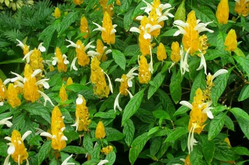 Golden Shrimp Plants Live, 3-6 Inches, 2 Plants M522