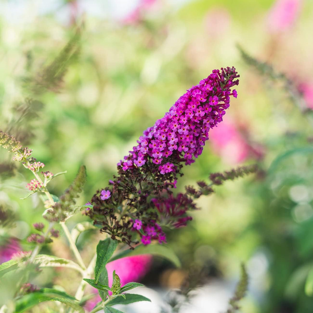 Butterfly Bush in 3 Gallon Pot, Live Shrub for Outdoor Planting, Red Flowers in Summer F808