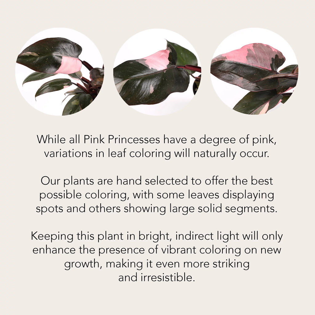 Pink Princess Philodendron Live Plant in 5" Ceramic Pot F136