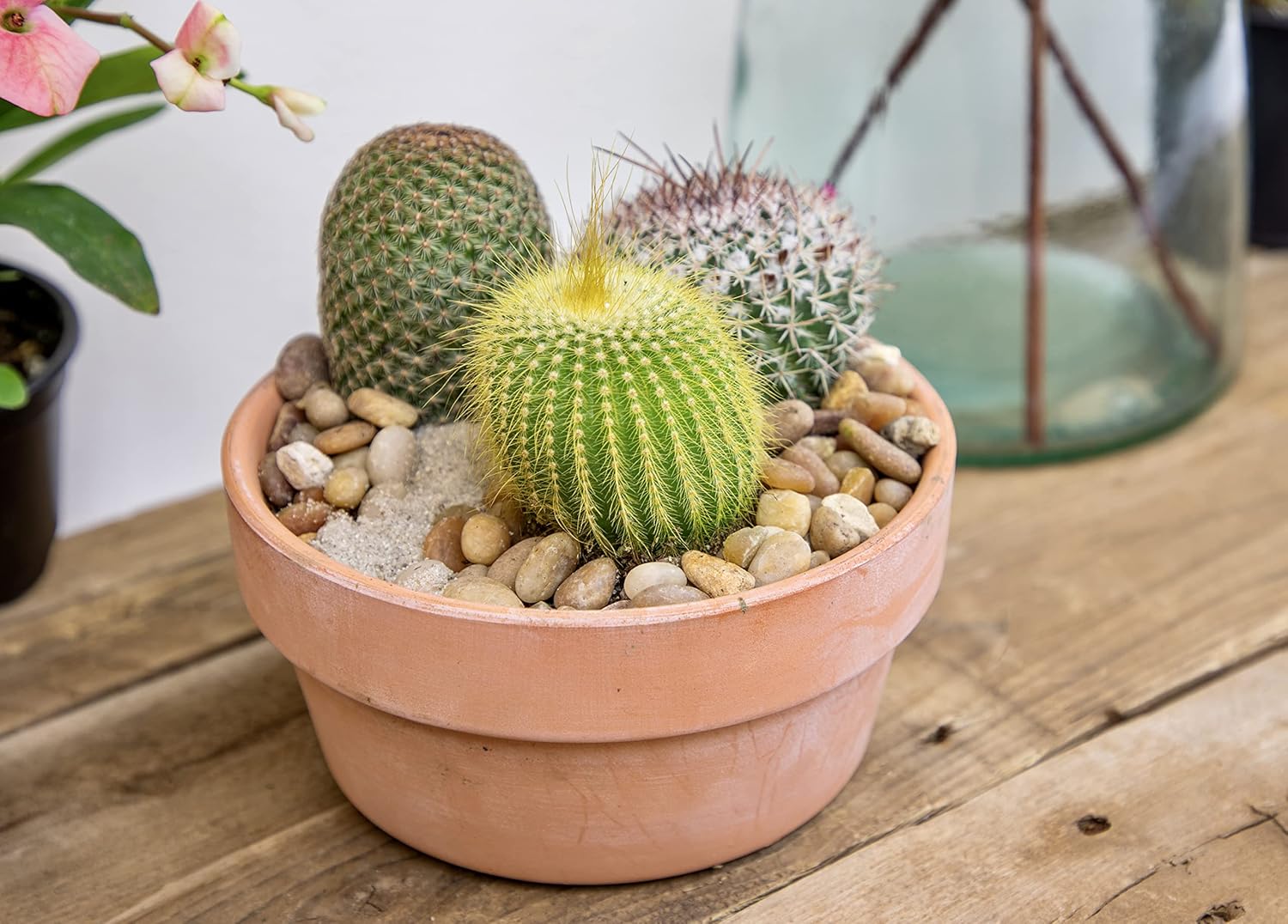 Assorted Cactus Plants Live Succulents (4PK) M49825
