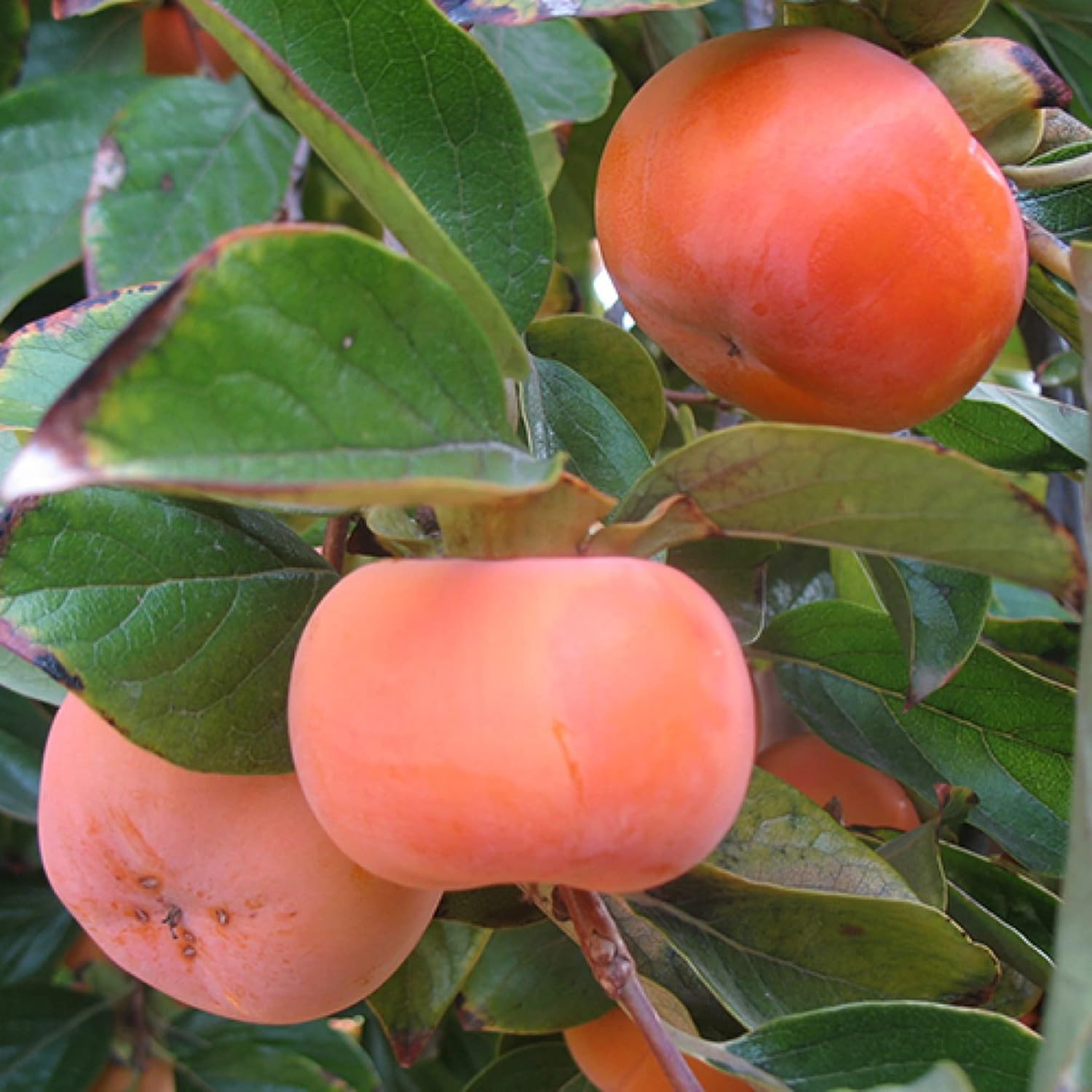 Fuyu Persimmon Seeds Sweet Edible Fruit Tree Outdoor 10Pcs N32854