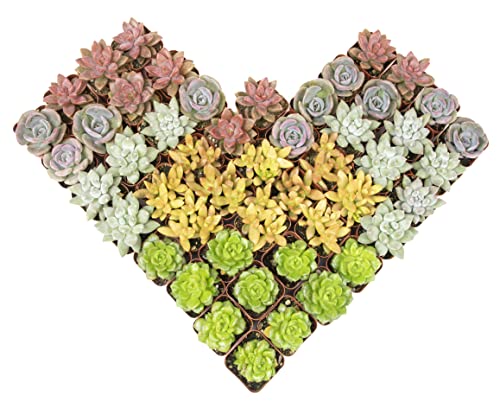 Succulent Plants Live (12 Pack) Potted Indoor Houseplants M1951