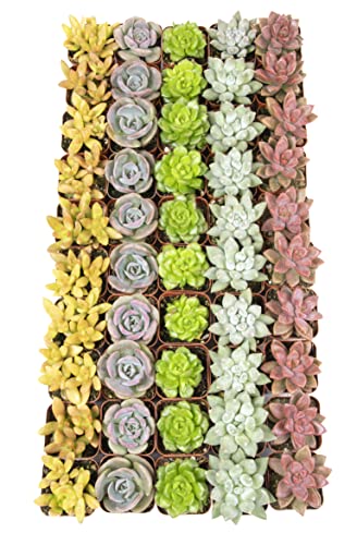 Succulent Plants Live (12 Pack) Potted Indoor Houseplants M1951