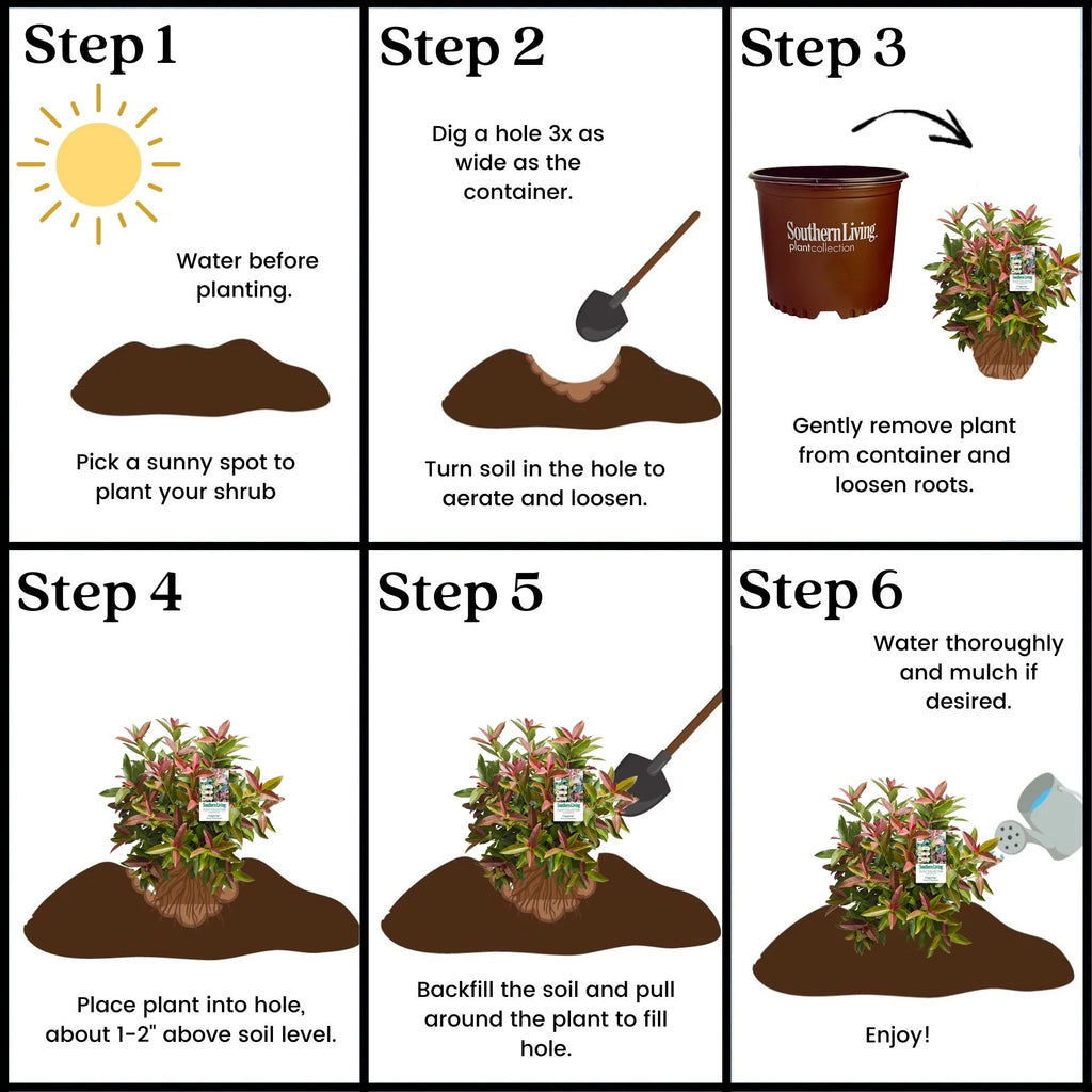 Viburnum Copper Top Live Shrub (2 Gallon) L27176