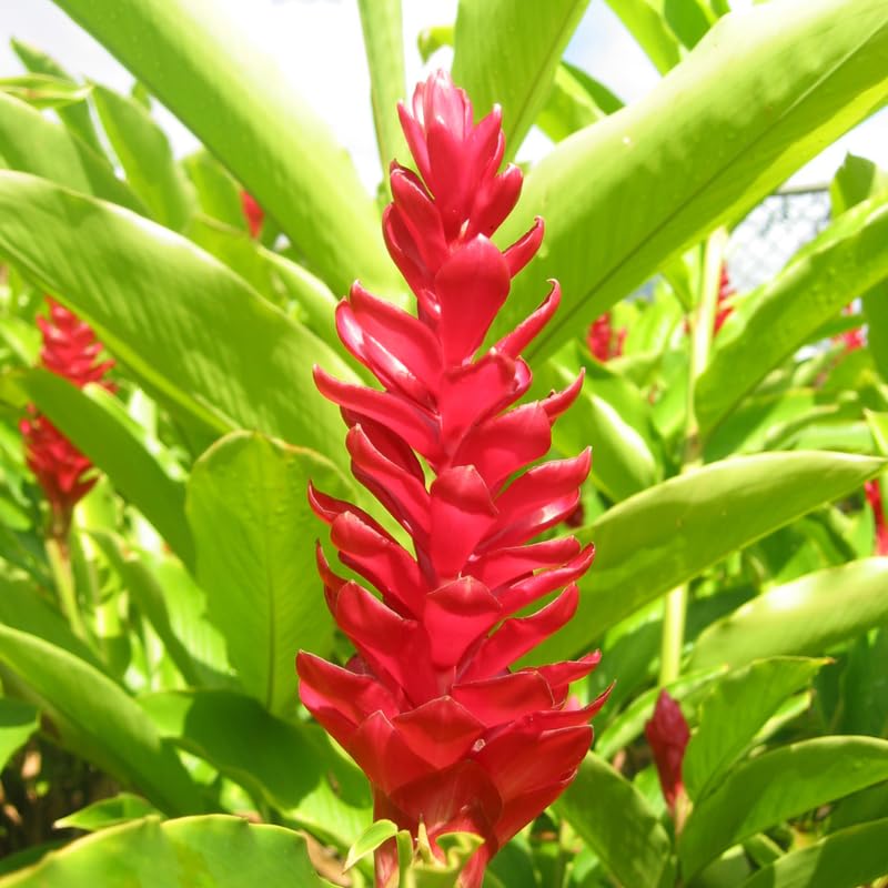 2 Curcuma Turmeric Ginger Plants Live for Planting, 4-8 Inch Tall I2542