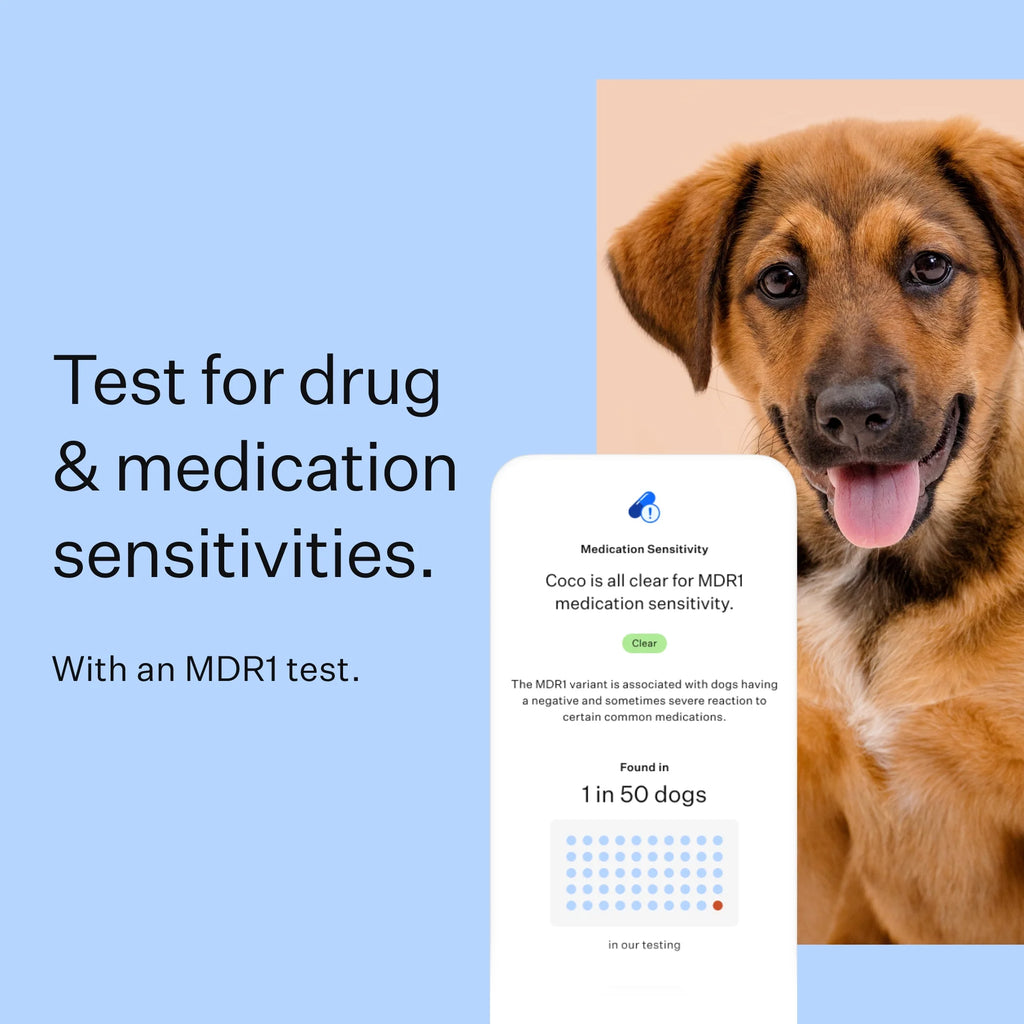 Dog DNA Test Kit for Breed Discovery N74730