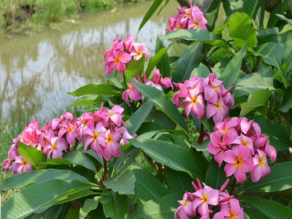 Pink Hawaiian Plumeria Frangipani Plant Cutting 9-12 Inches B93002