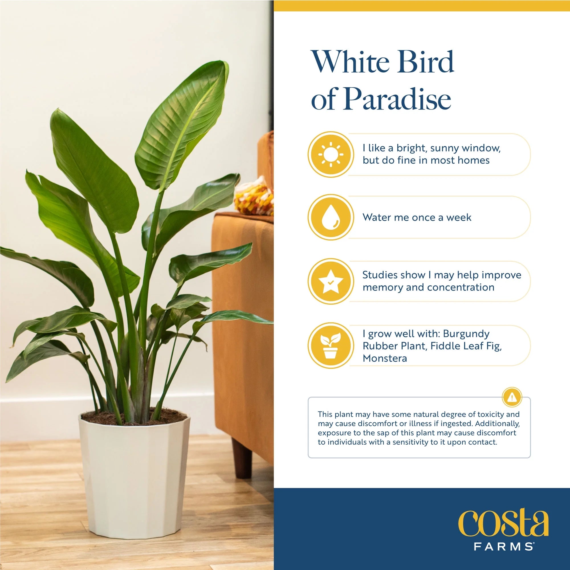 White Bird of Paradise Indoor Plant in White Pot R1313