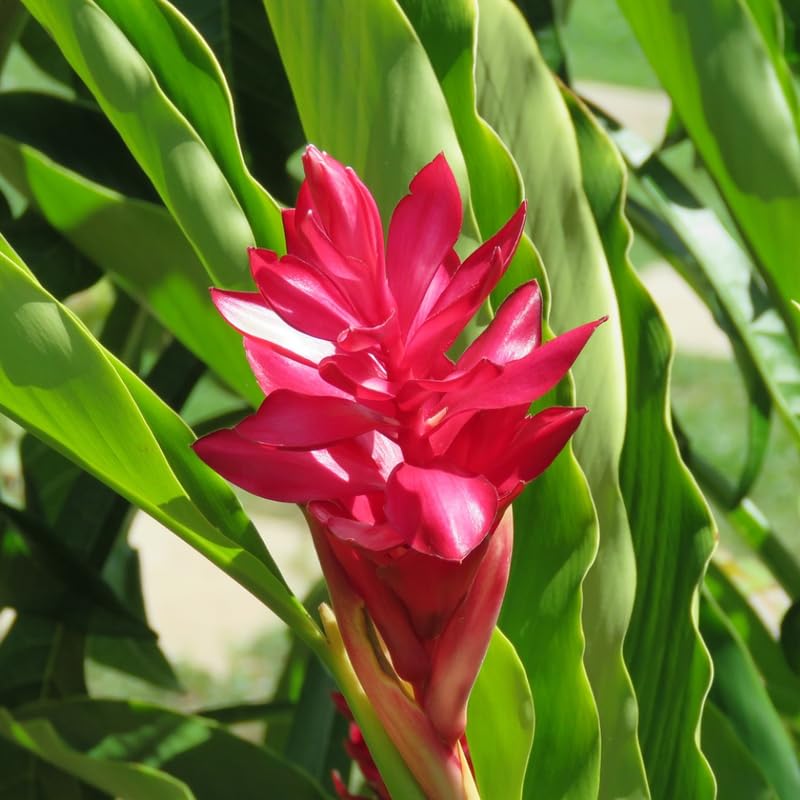 2 Curcuma Turmeric Ginger Plants Live for Planting, 4-8 Inch Tall I2542