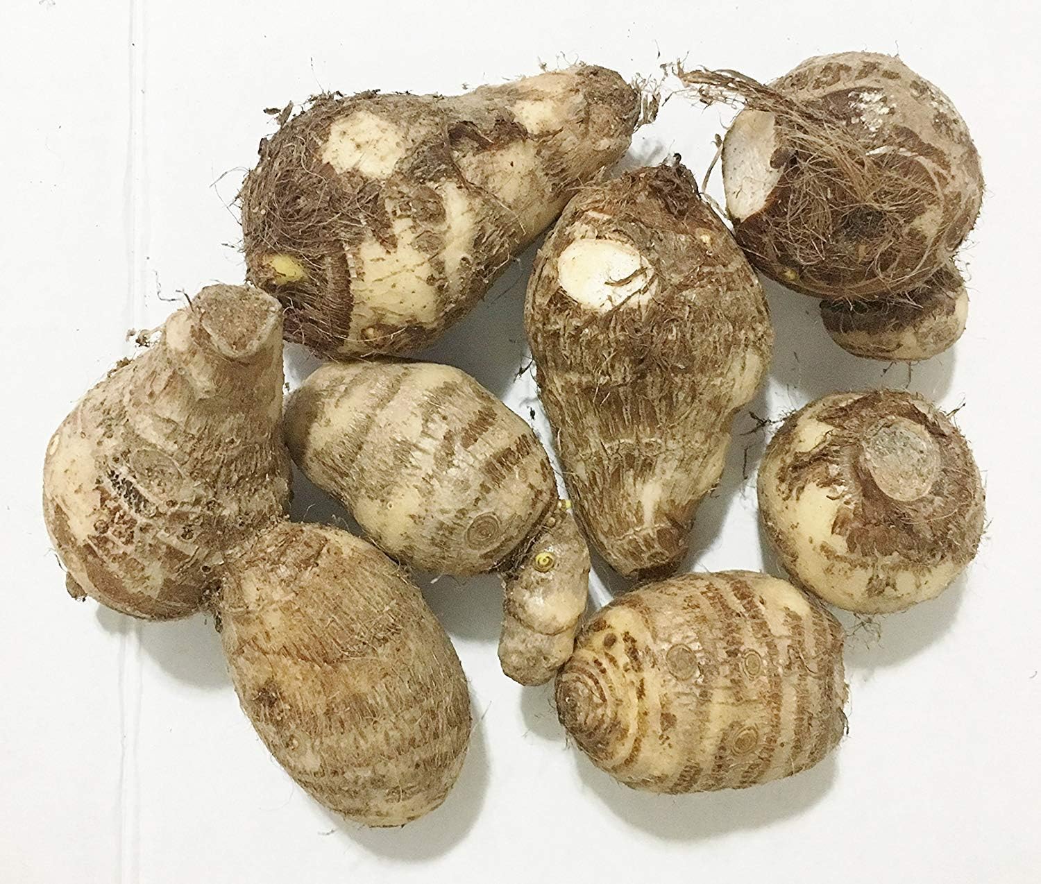 Elephant Ears (colocasia) 3 Bulb- Bold Tropical Effect to and Landscape. (10 Live Colocasia Esculenta Elepant Ear Taro Gabi Kalo Eddo Bulbs Fast Growing)