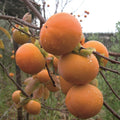 Japanese Persimmon Seeds Diospyros Kaki 'Fuyu' Edible Fruit Mild Flavored Sweet Drought Tolerant Ornamental Specimen Outdoor 10Pcs Fruit Tree Seeds by YEGAOL Garden
