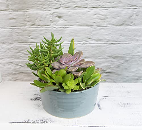 Succulent Assortment in Clay Pot, Live Houseplants W32017