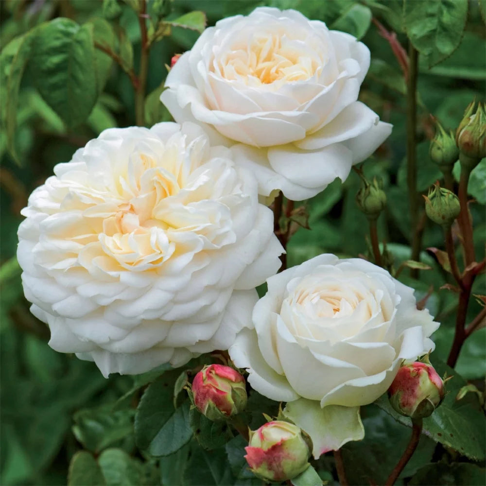 White Rose Bush Live Plant for Planting S164523