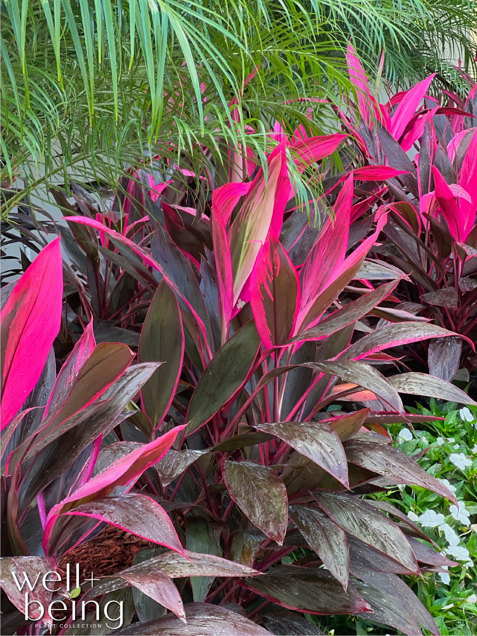 Ti Plant Live Plant 25-30 in. Tall in Grower Pot S7358