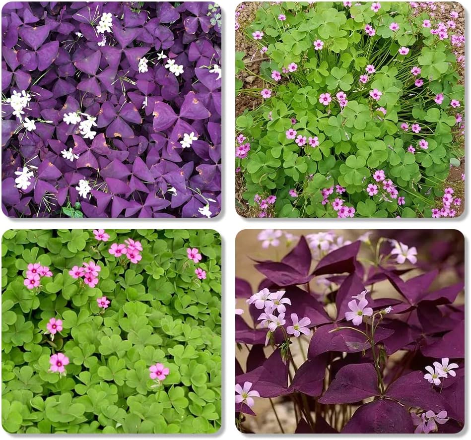 Purple and Green Shamrocks Bulbs for Planting, 30 Pack K92032