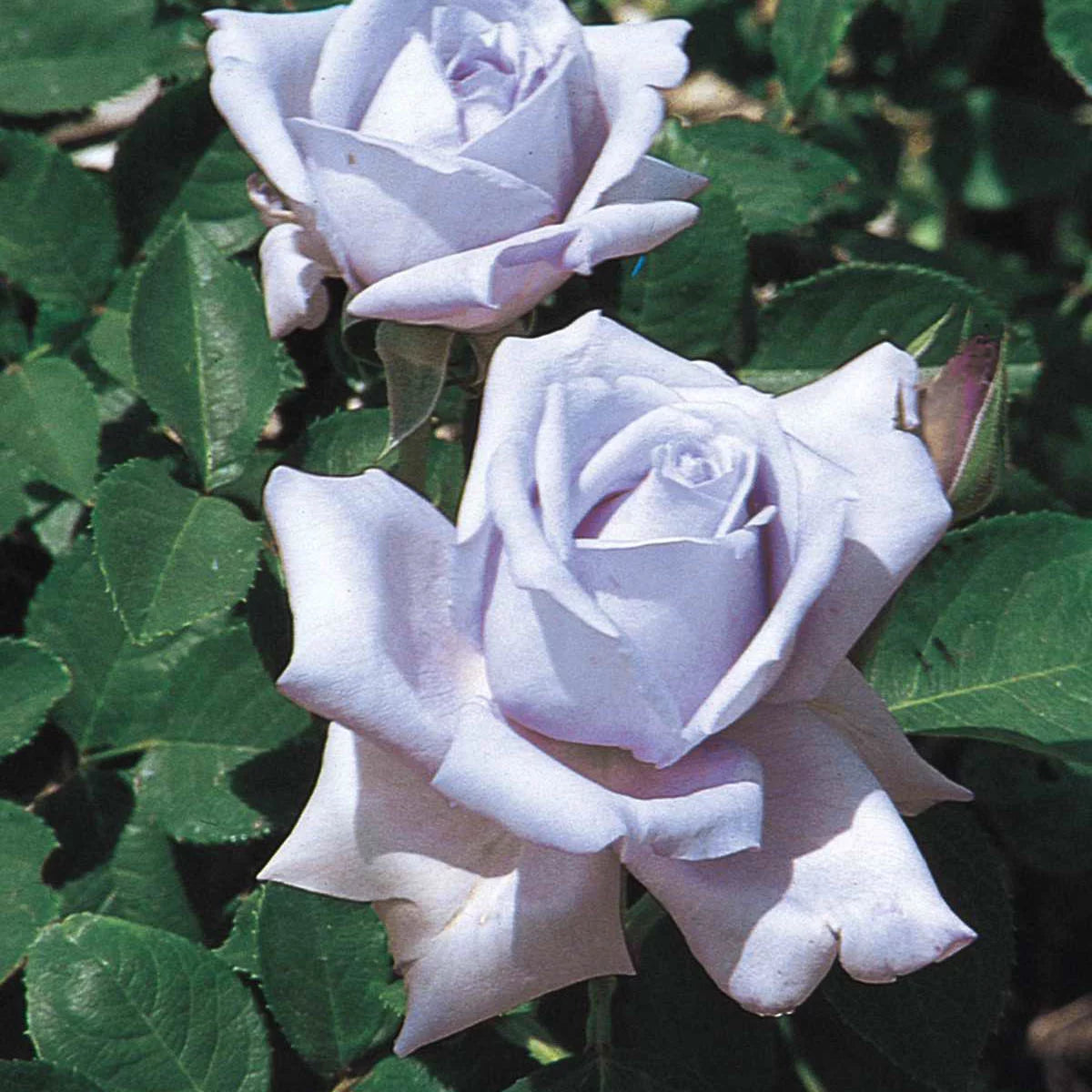 Dormant Hybrid Tea Rose Bare Root Plant A35774