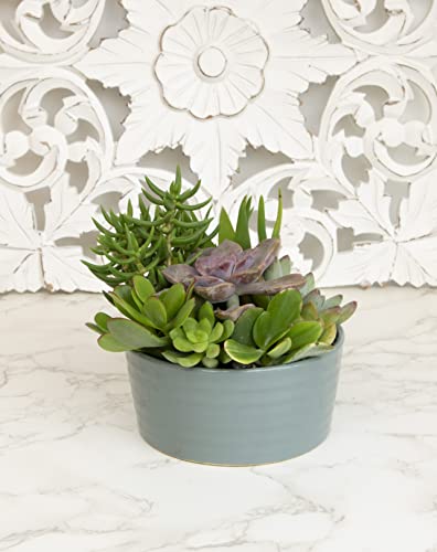 Succulent Assortment in Clay Pot, Live Houseplants W32017