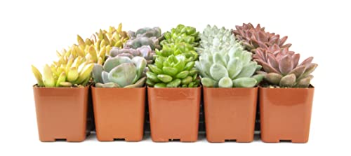 Succulent Plants Live (12 Pack) Potted Indoor Houseplants M1951